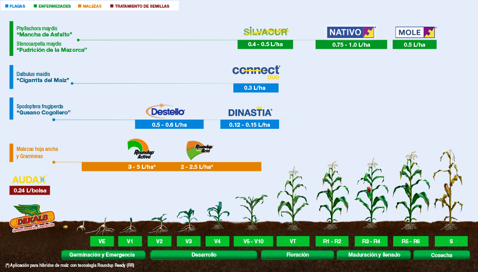 Fenología Aguacate